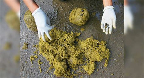 scat puke porn|Vomit Scat Porn .